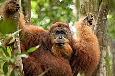 Intensive Orang Utan Safari mit Komodo
