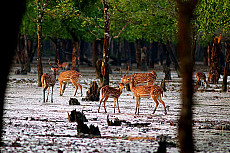 Wild India
