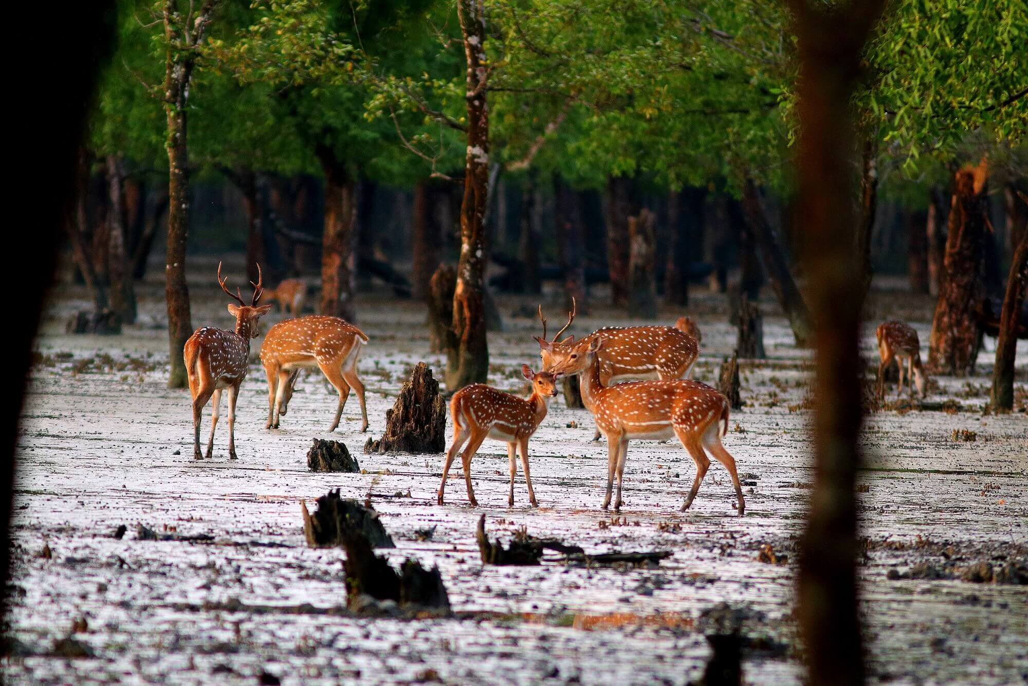 SRRahul-Sundarbans2