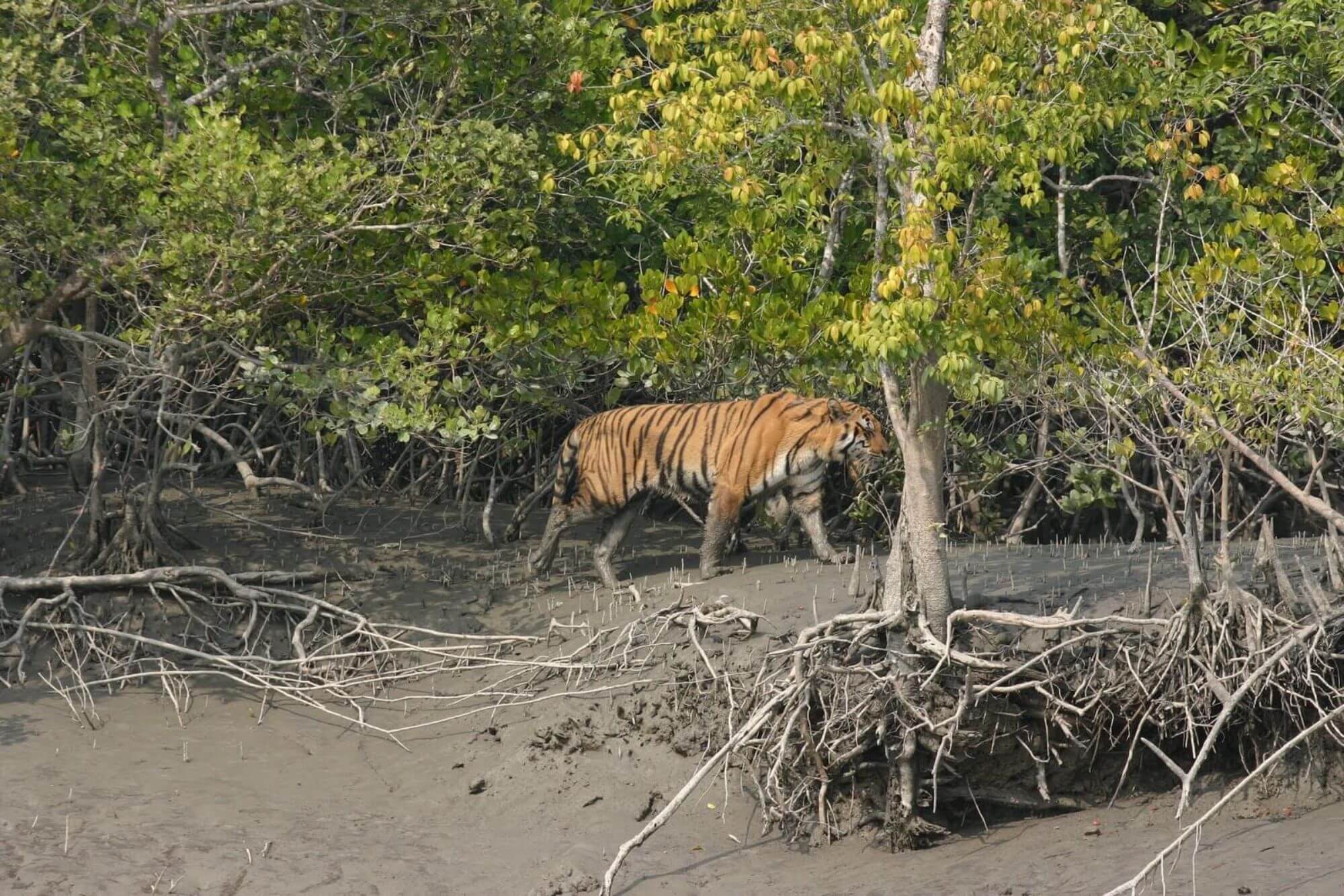 HelpTourism-Sundarbans-Tiger