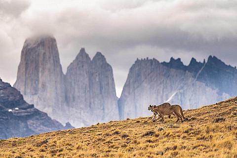 Chile Puma Safari