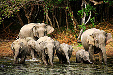 Sri Lanka Grand Safari