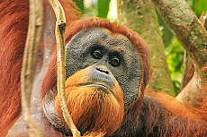 Bukit Lawang Trekking
