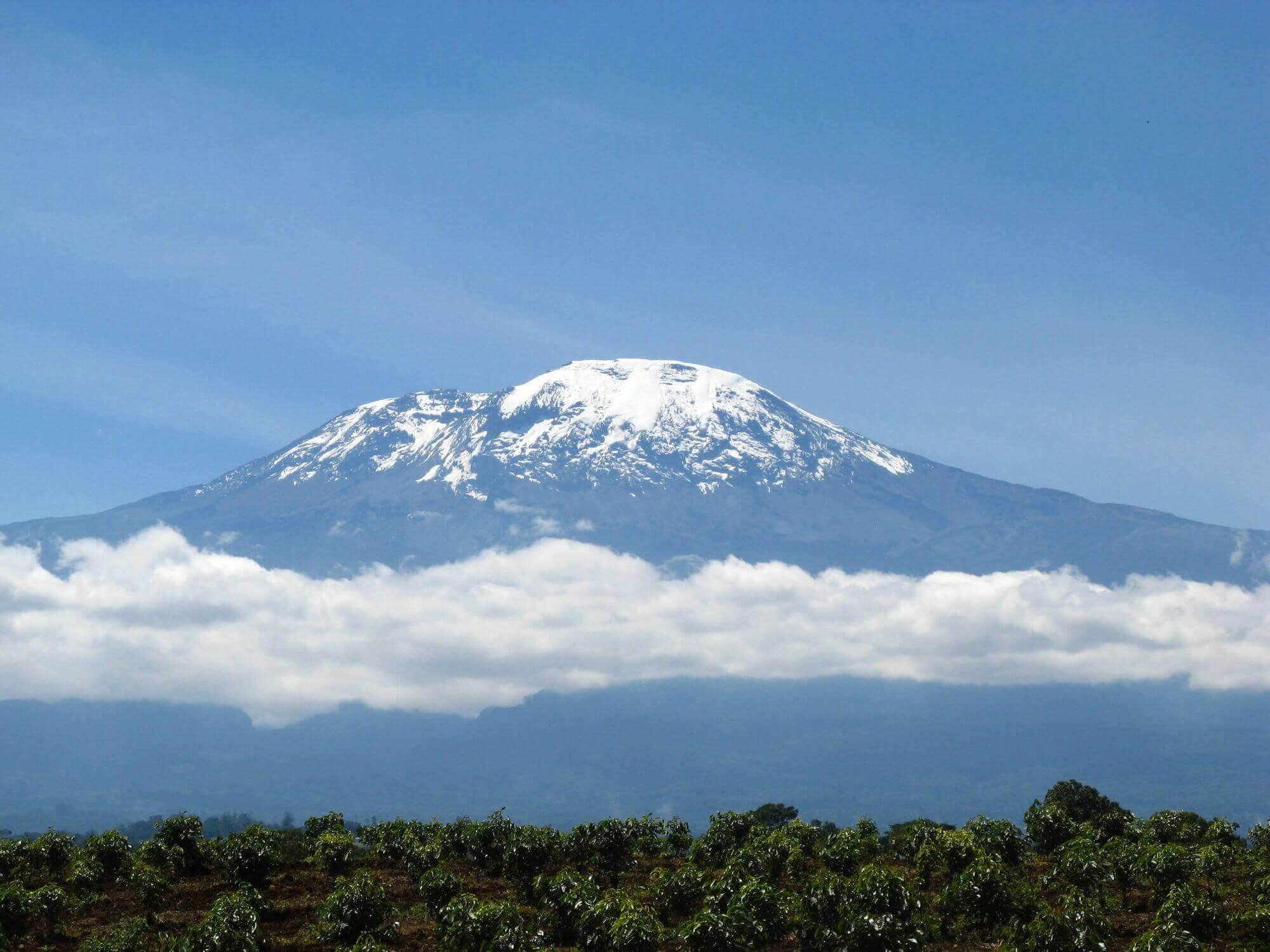 MakoaFarm-Kilimanjaro - 