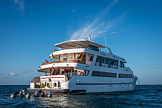 Sea Star Journey