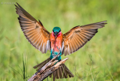 Best of Botswana image
