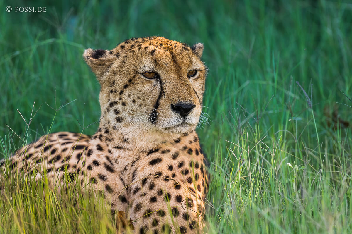 Botswana Grand Safari image