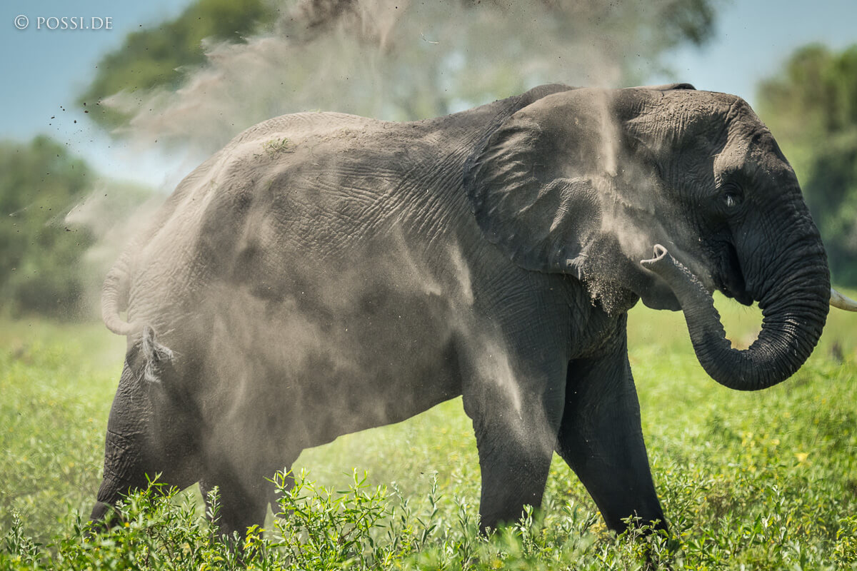 Elefantenland Chobe image