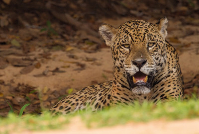 Brasilien Amazonas und Jaguare image