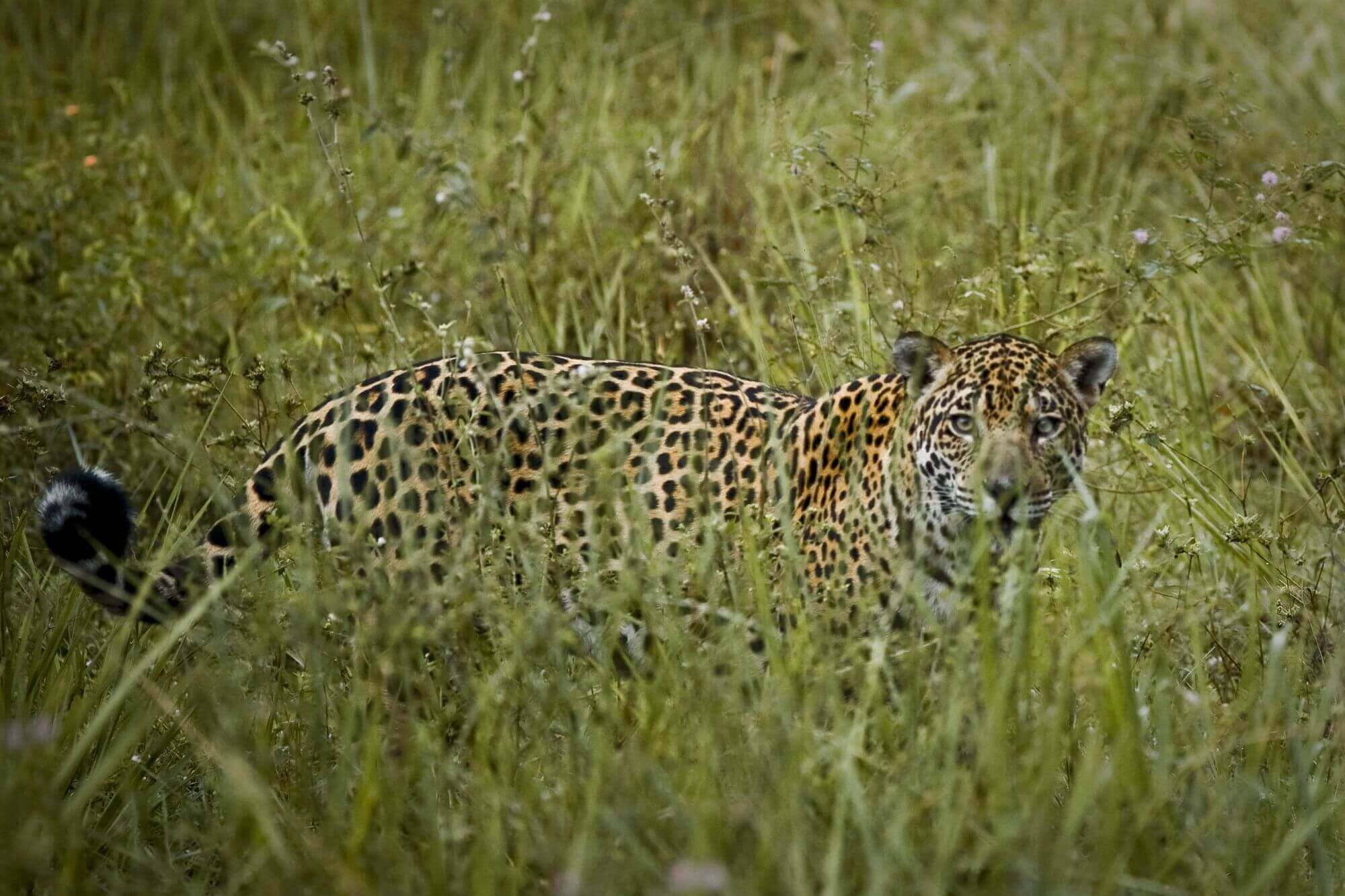 Jaguarland am Paraguay Fluss image
