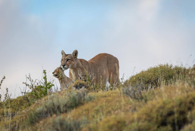 Chile Puma Safari image