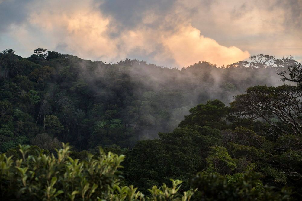 Der immergrüne Urwald von Monteverde image