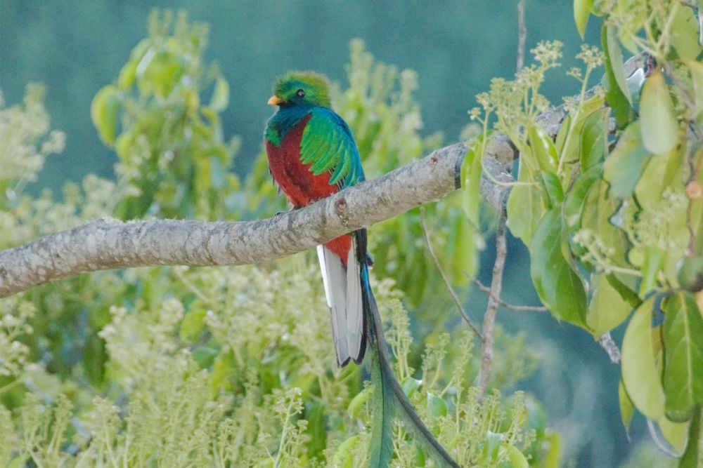 Der sagenumwobene Quetzal image