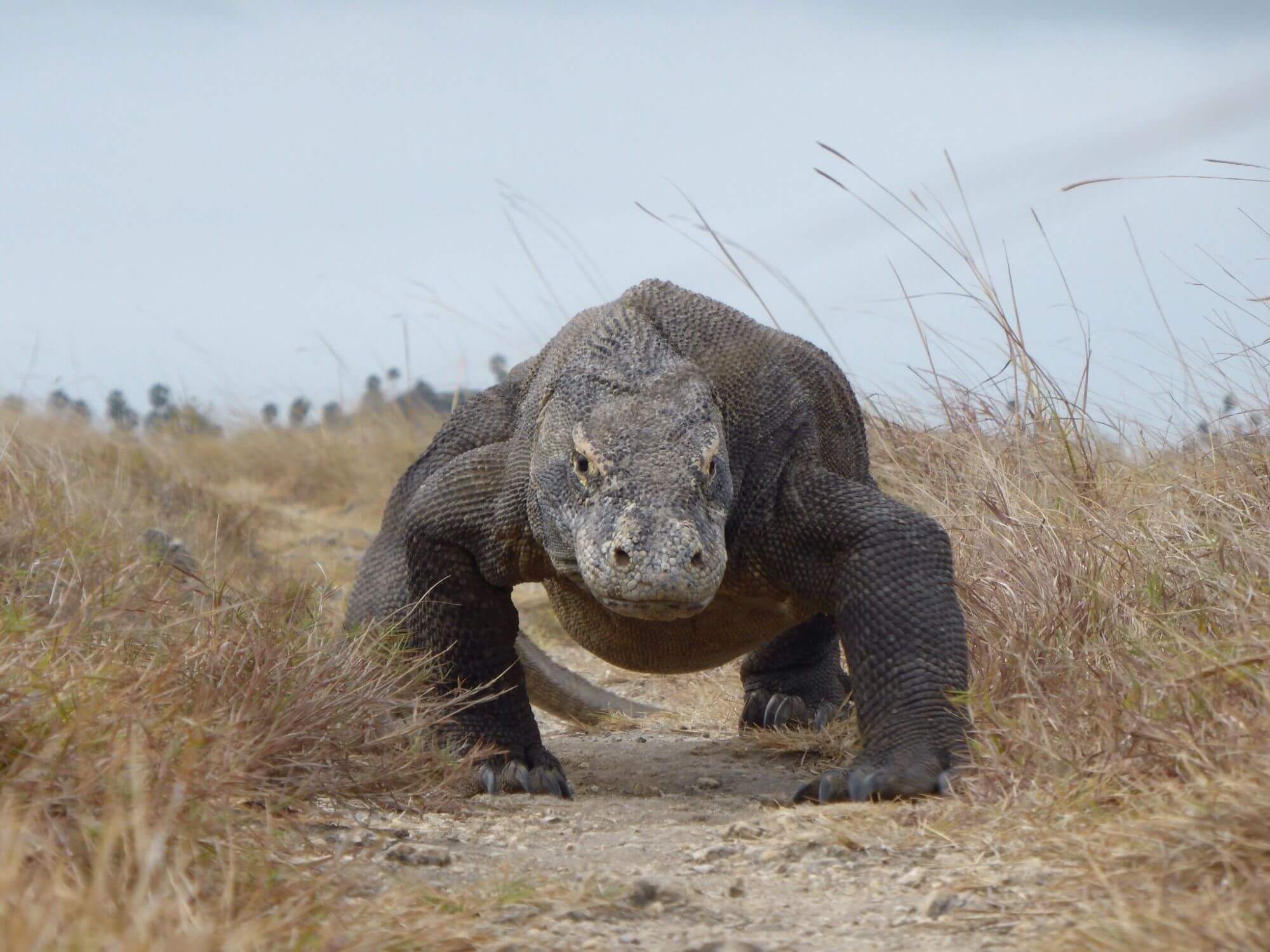 Komodo Nationalpark image