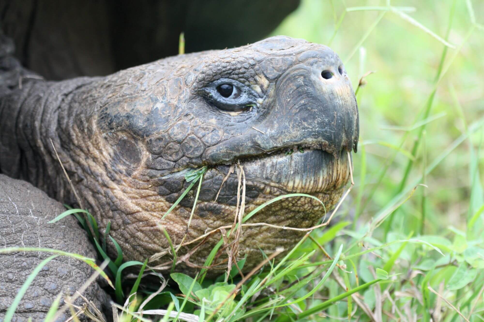Ecuador Amazonas, Brillenbären und Galapagos image