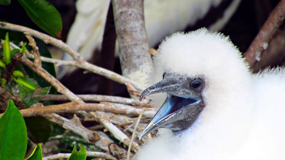 Die größten Seevögel-Kolonien auf Galapagos image