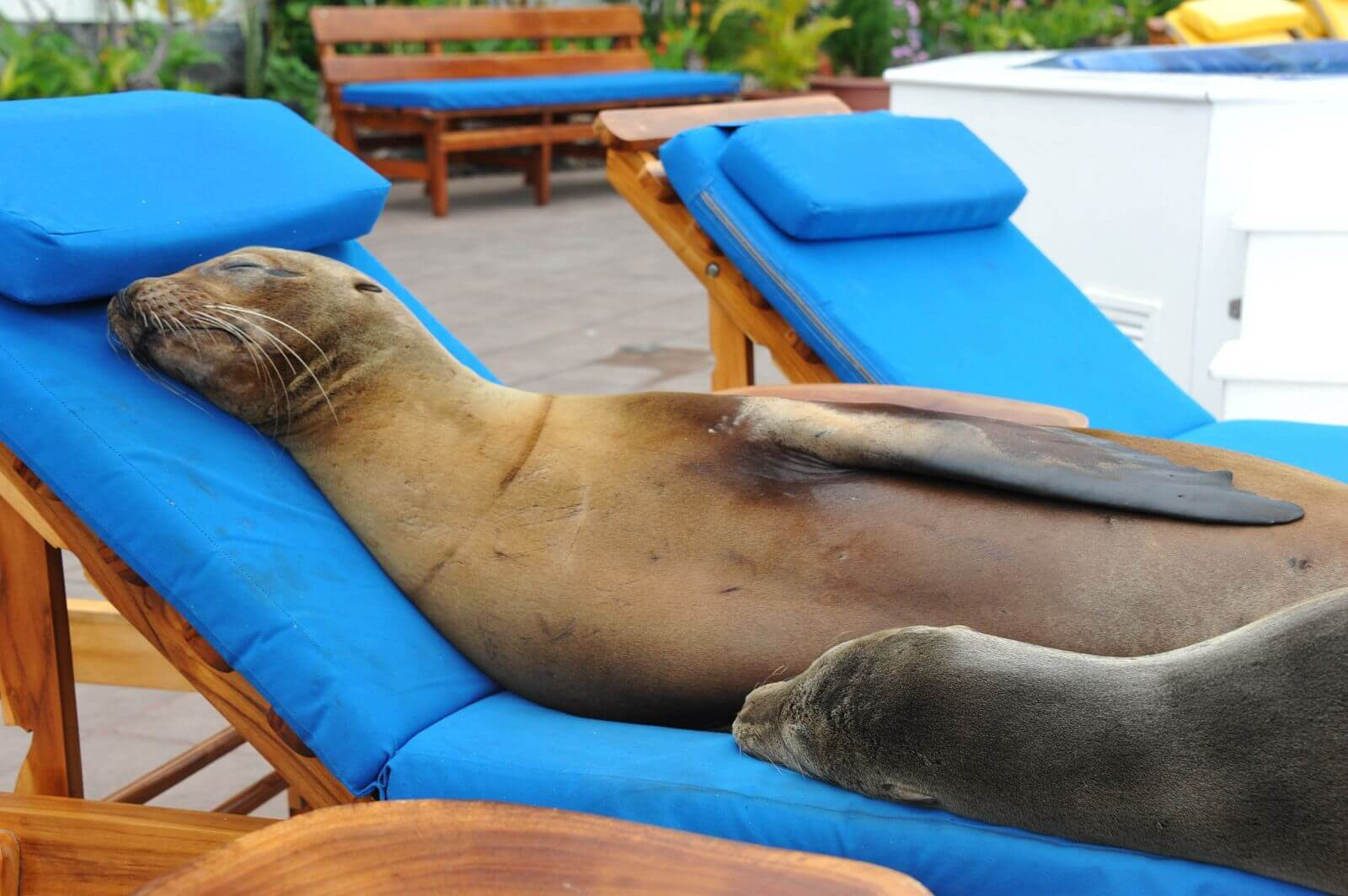 Galapagos-Inselhüpfen mit Badeverlängerung image