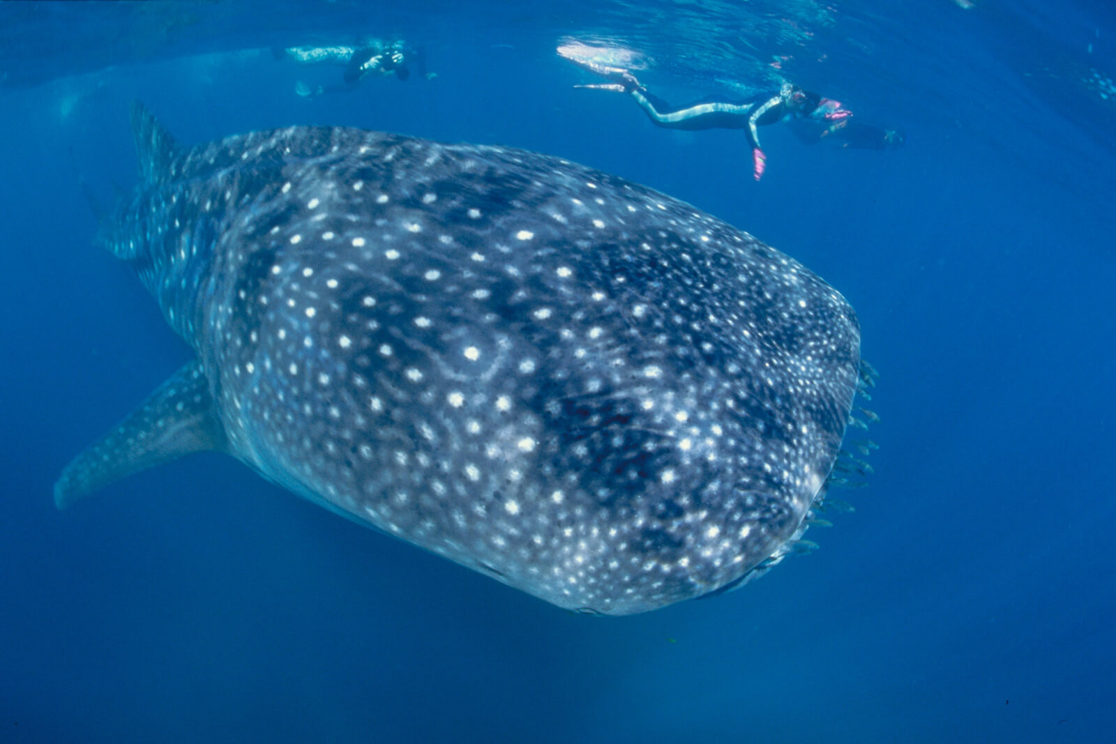 Galapagos unter Wasser