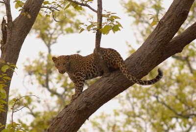 Indien Big Five Grand-Safari image