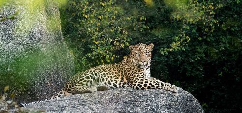 Im Königsreich der Leoparden image