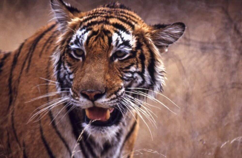Tiger-Hochburg Tadoba image