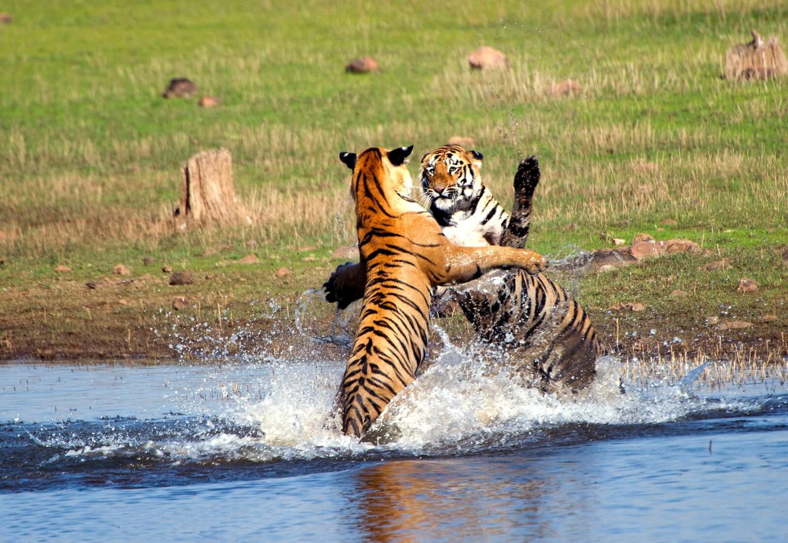 Indien ins Reich der Tiger