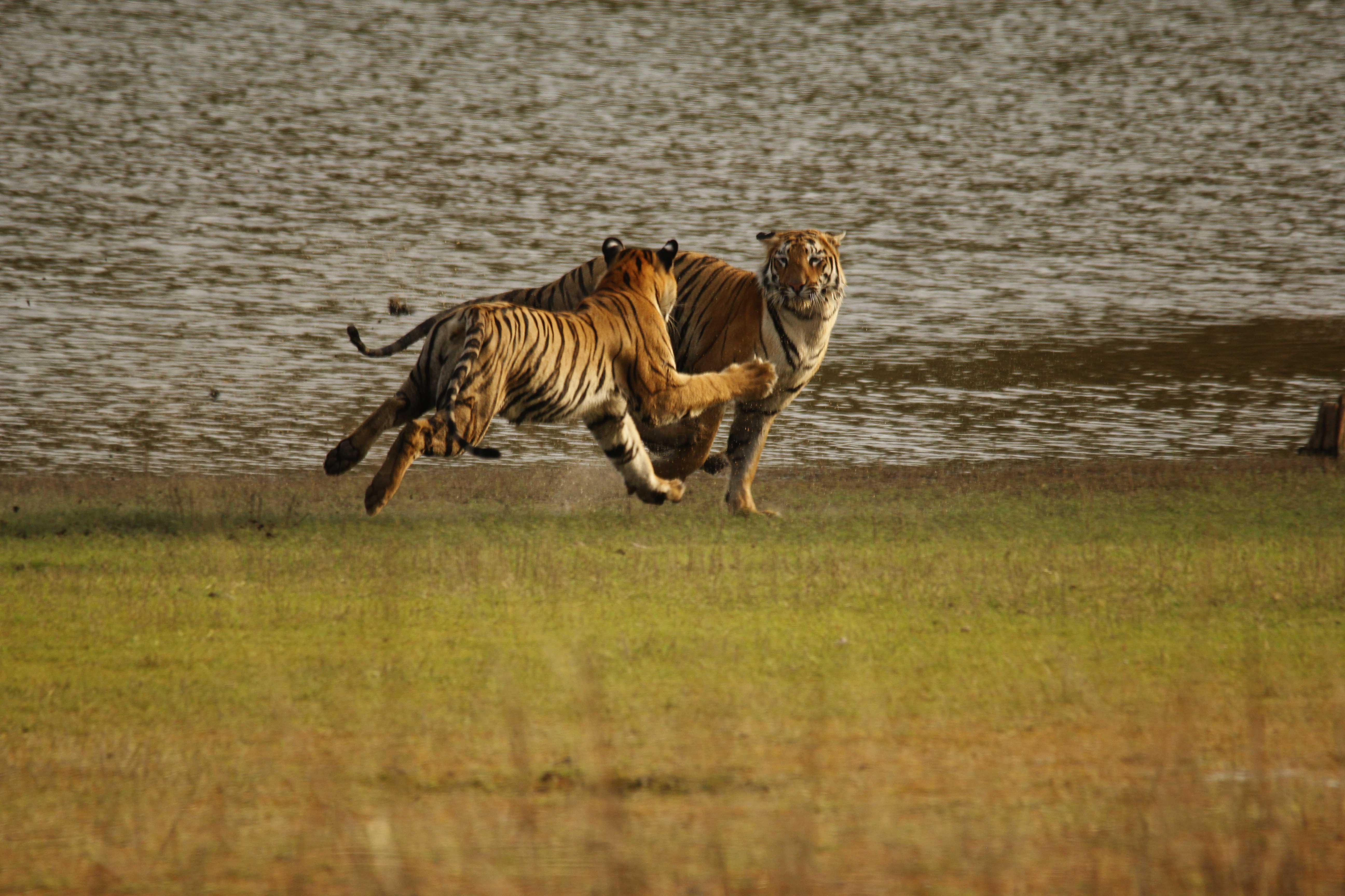 Die dichteste Konzentration Tiger im indischen Subkontinent image