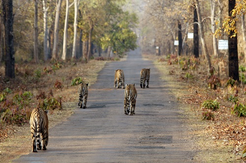 Wir kommen gleich zur Sache: Bengaltiger im Tadoba Nationalpark image