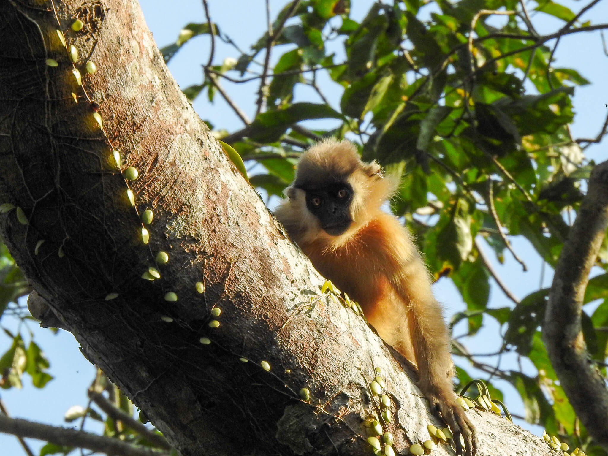 Gibbon Sanctuary image