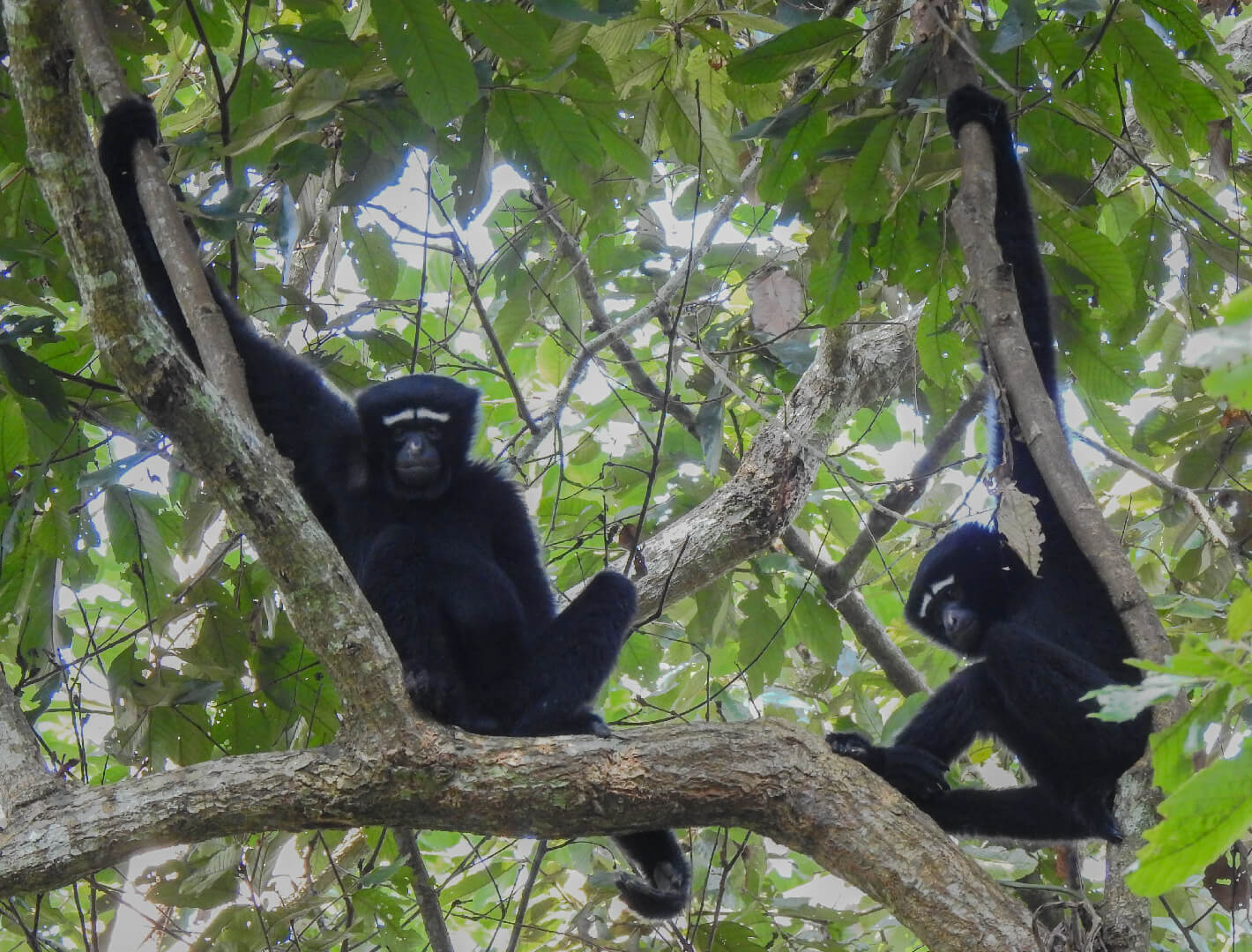 Gibbon Sanctuary image