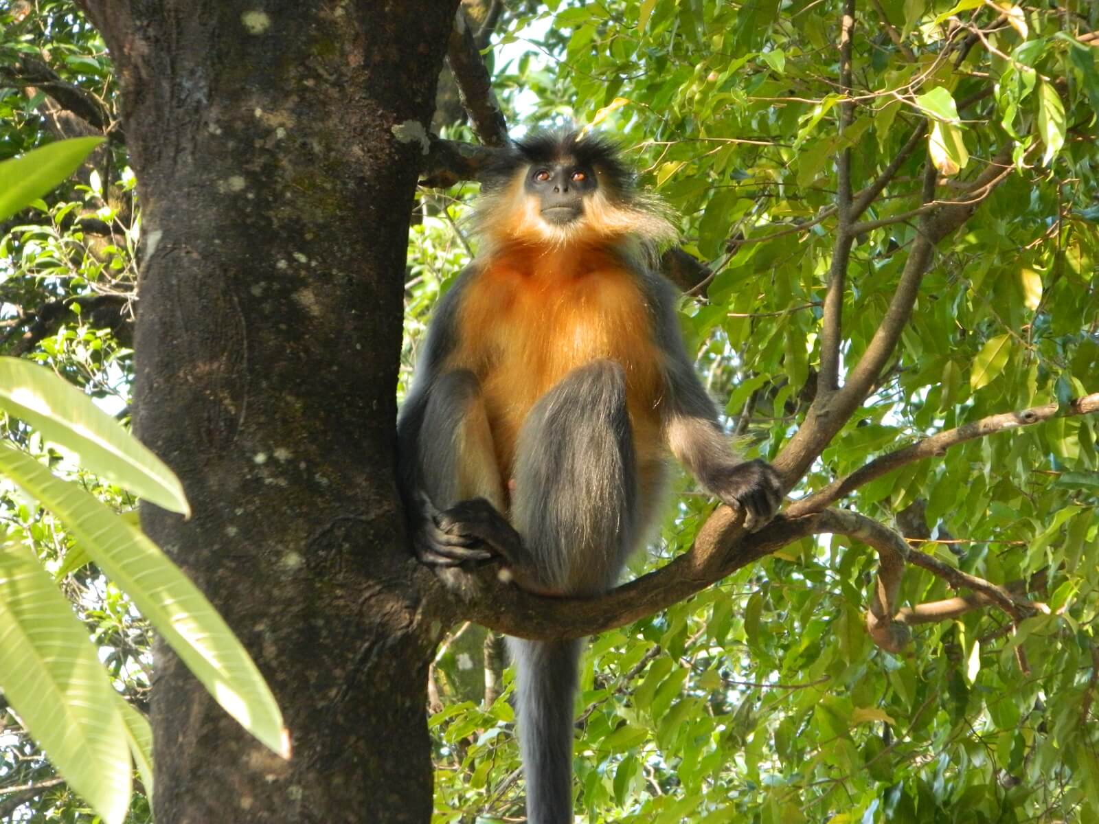 Kaziranga Nationalpark image