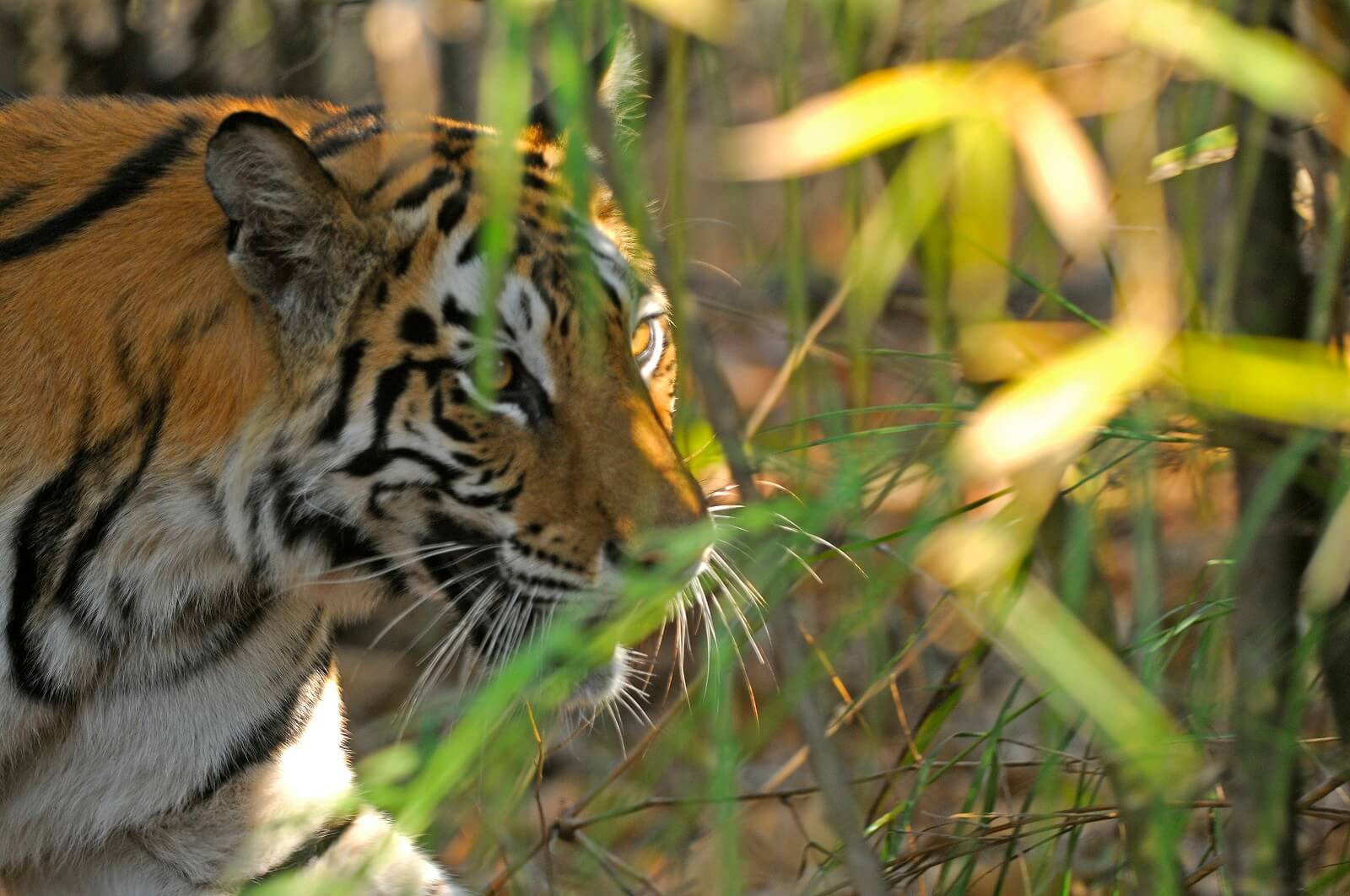 Indien: Tiger und Taj