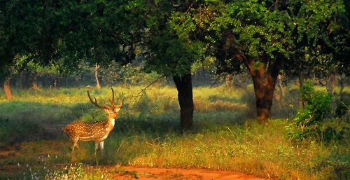 Kanha Nationalpark image