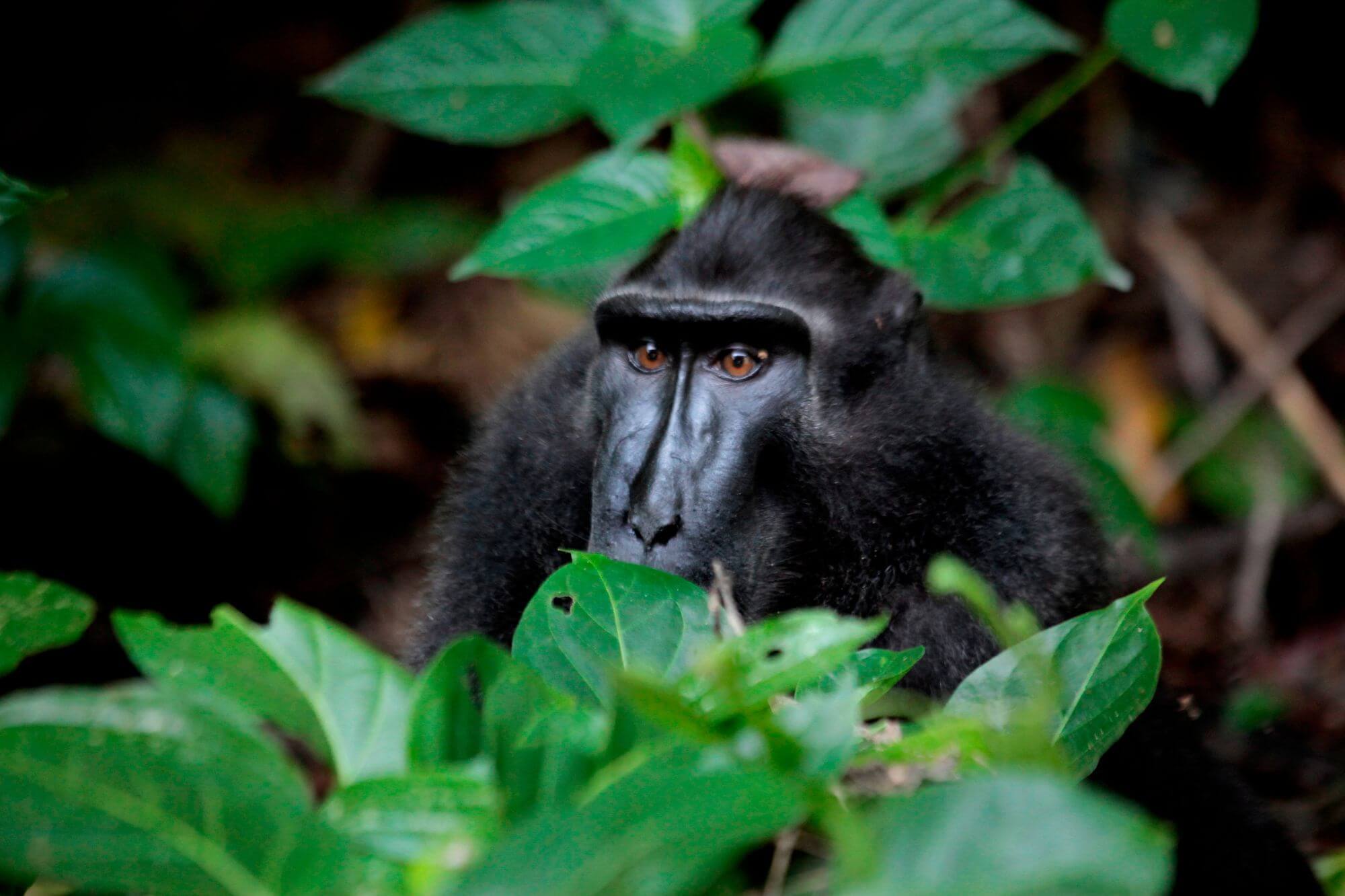 Primatenreicher Dschungel auf Sulawesi image