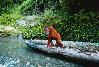 Intensive Orang Utan Safari mit Komodo image