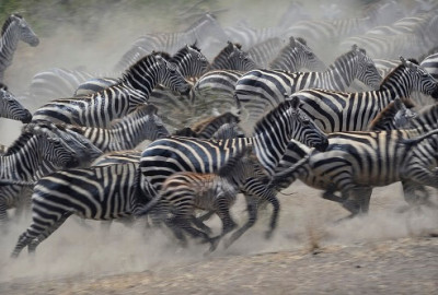 Intensive Serengeti-Fotosafari: Crossings über den Mara-Fluss image