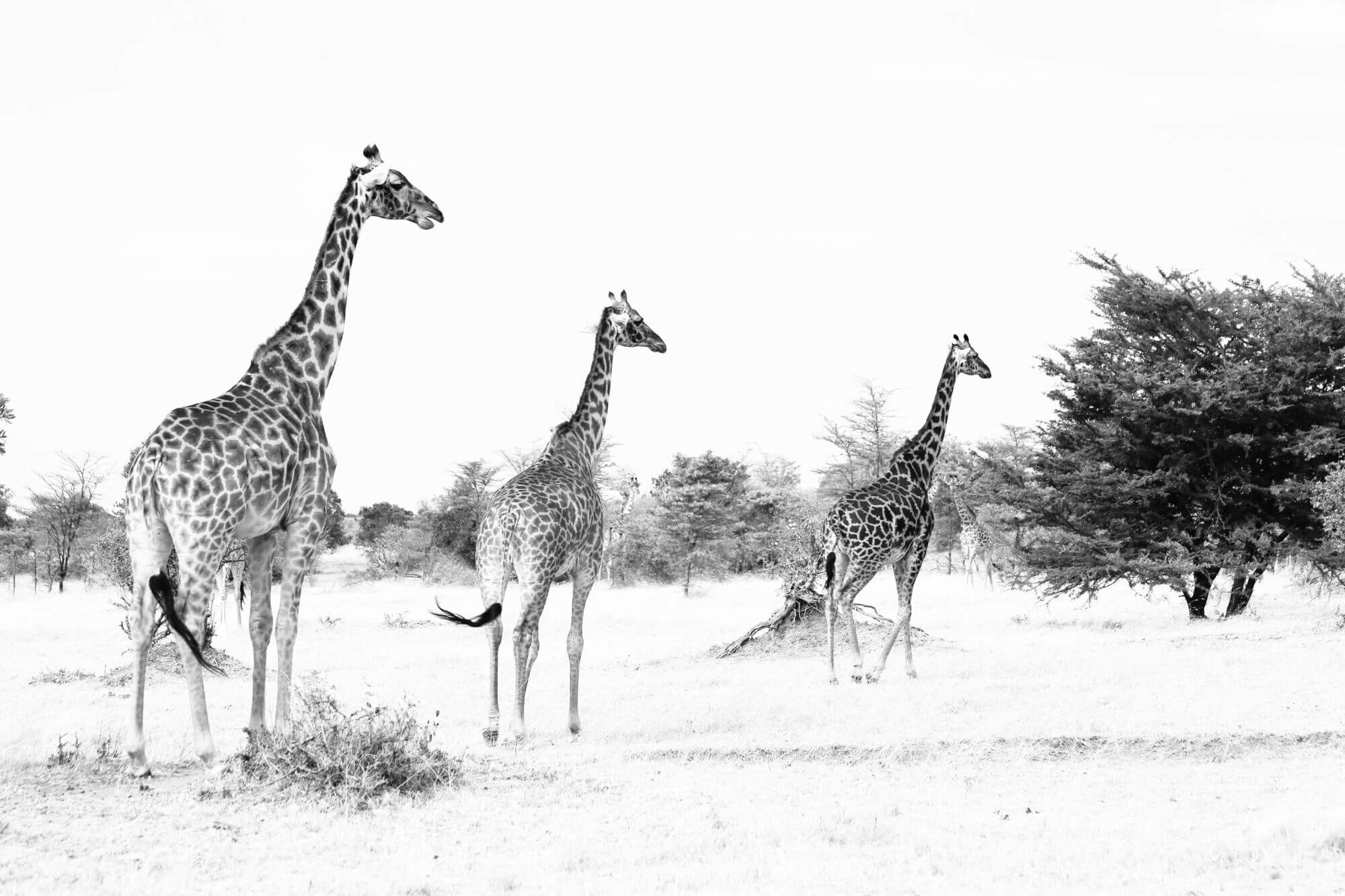 Die legendäre Masai Mara image