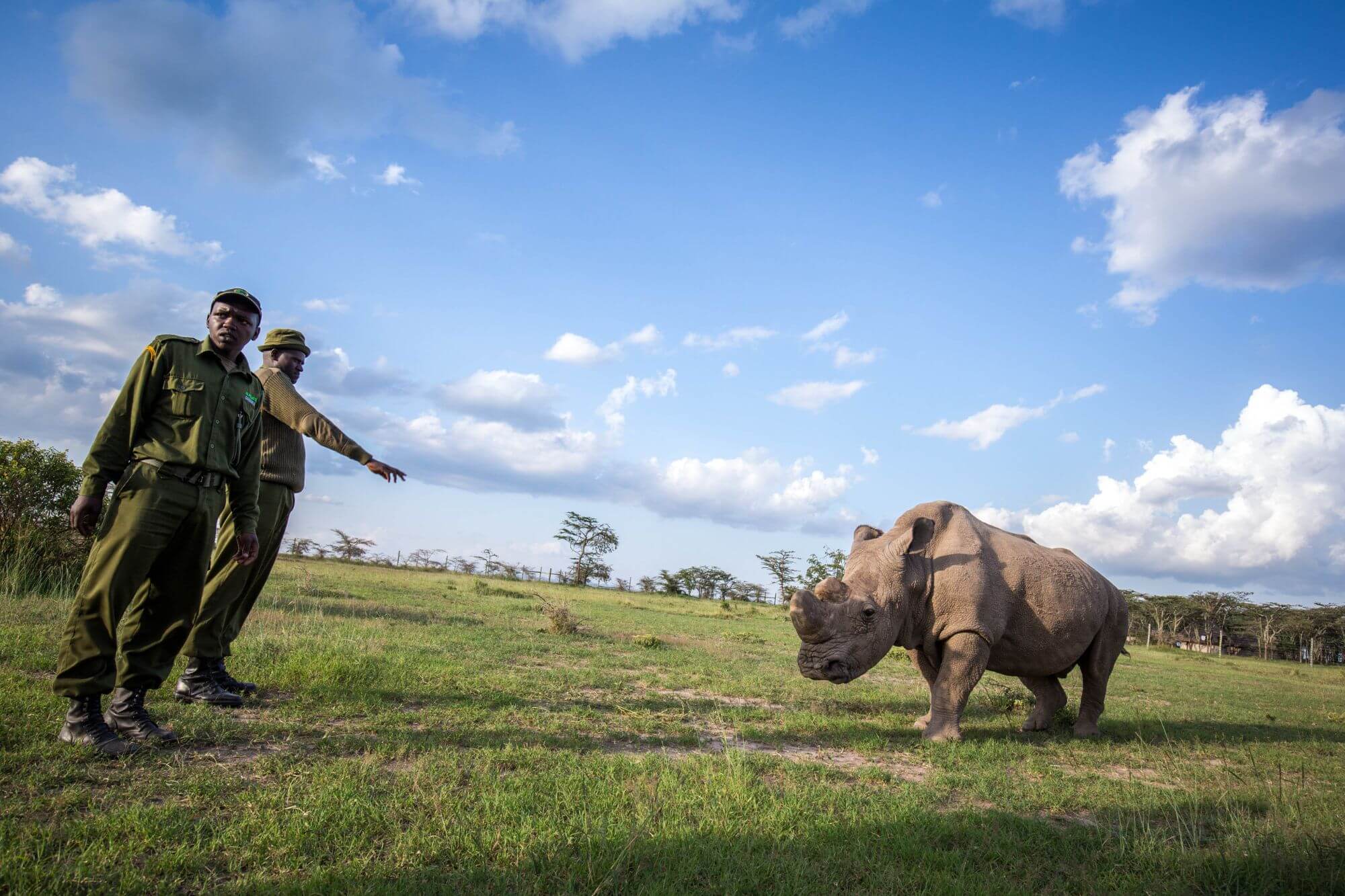 Die lobenswerte Rhinoschutzprojekte von Laikipia image