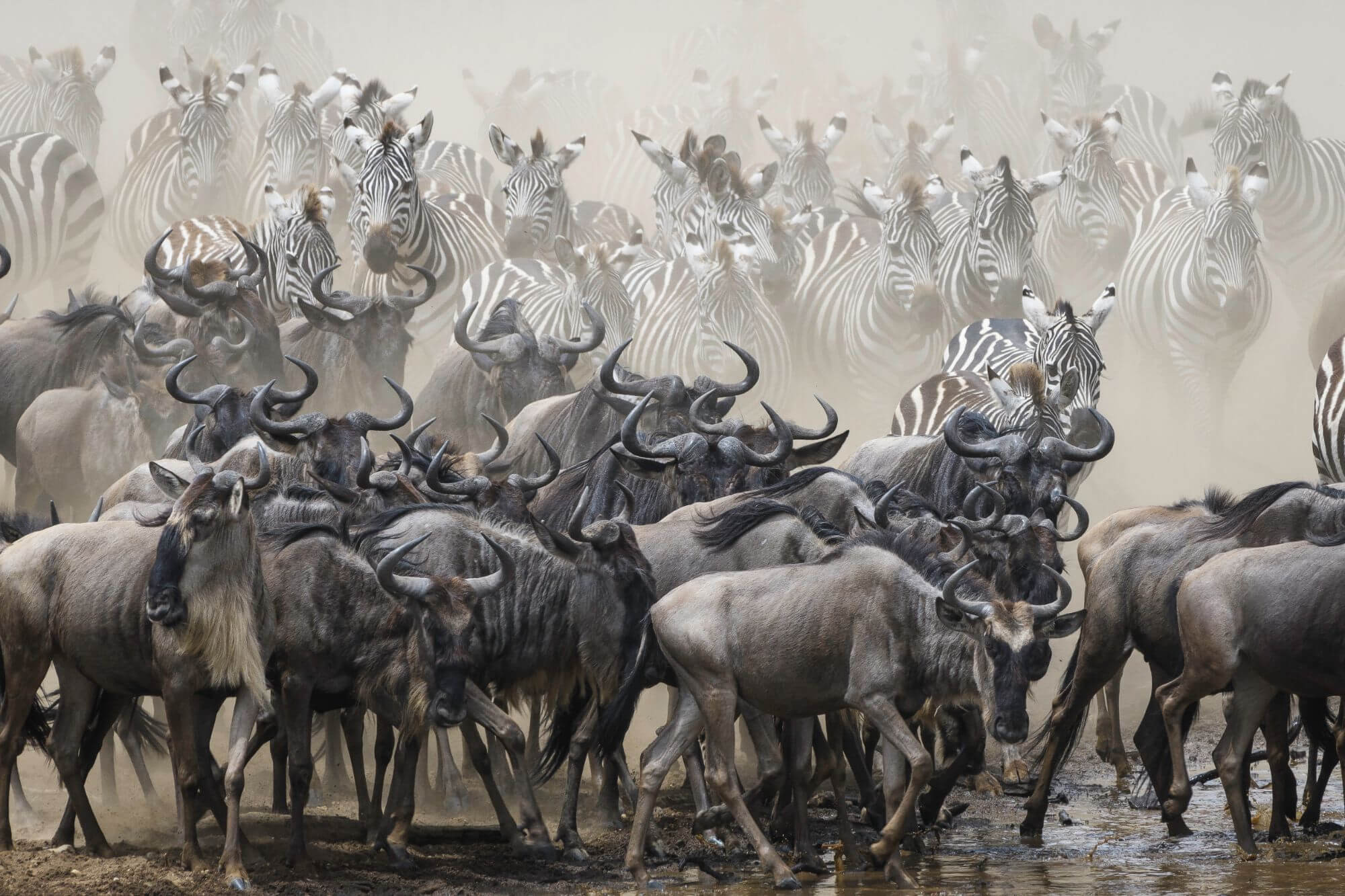 Kenia Migration-Safari image