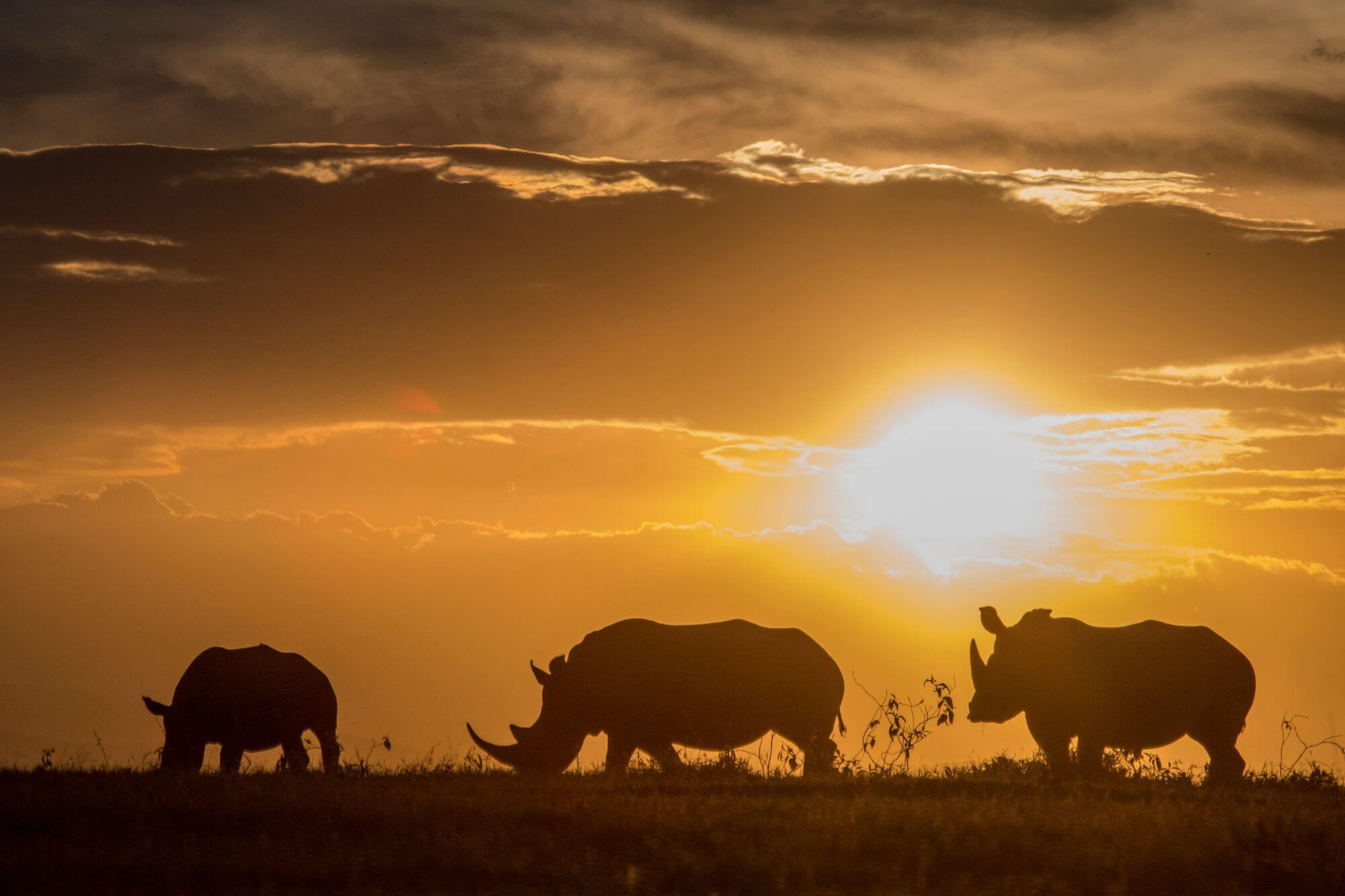 Kenia Rhino-Safari image