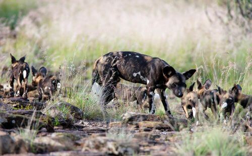 Laikipia: afrikanische Wildhunde im Kenias tierreichsten Gebiet abseits der Mara image