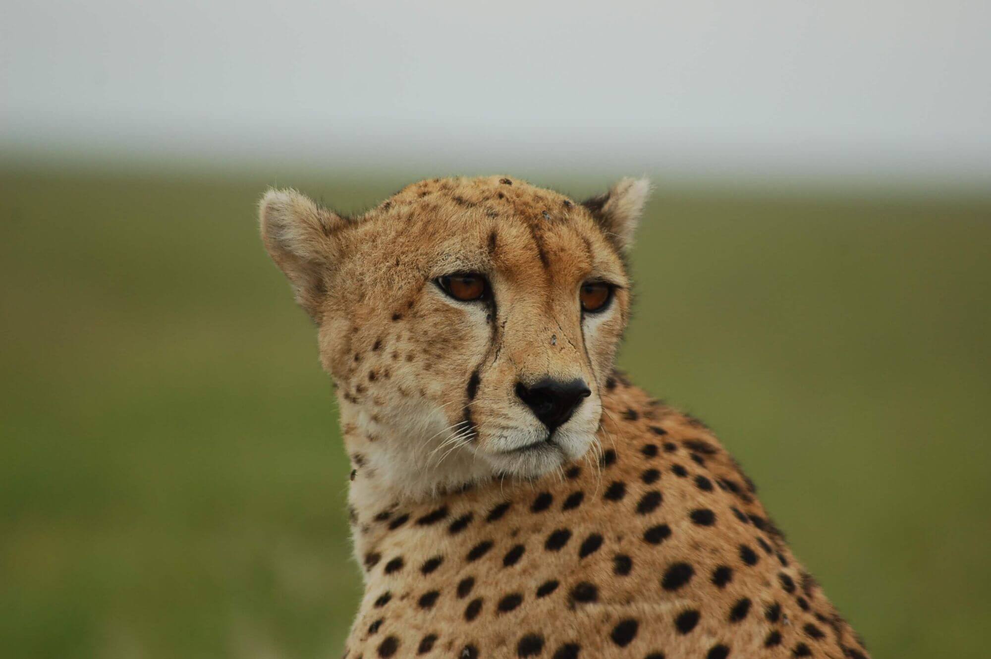 Masai Mara: 5 Tage im Grosskatzenland Masai North image