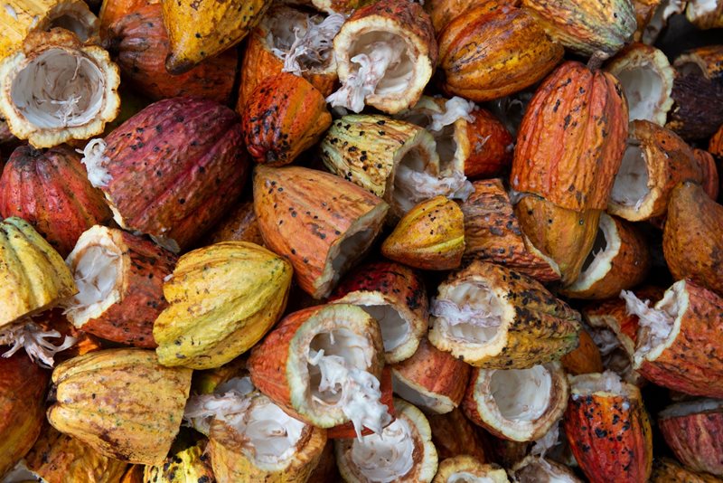 Die schönste Kakao Plantage der Welt image