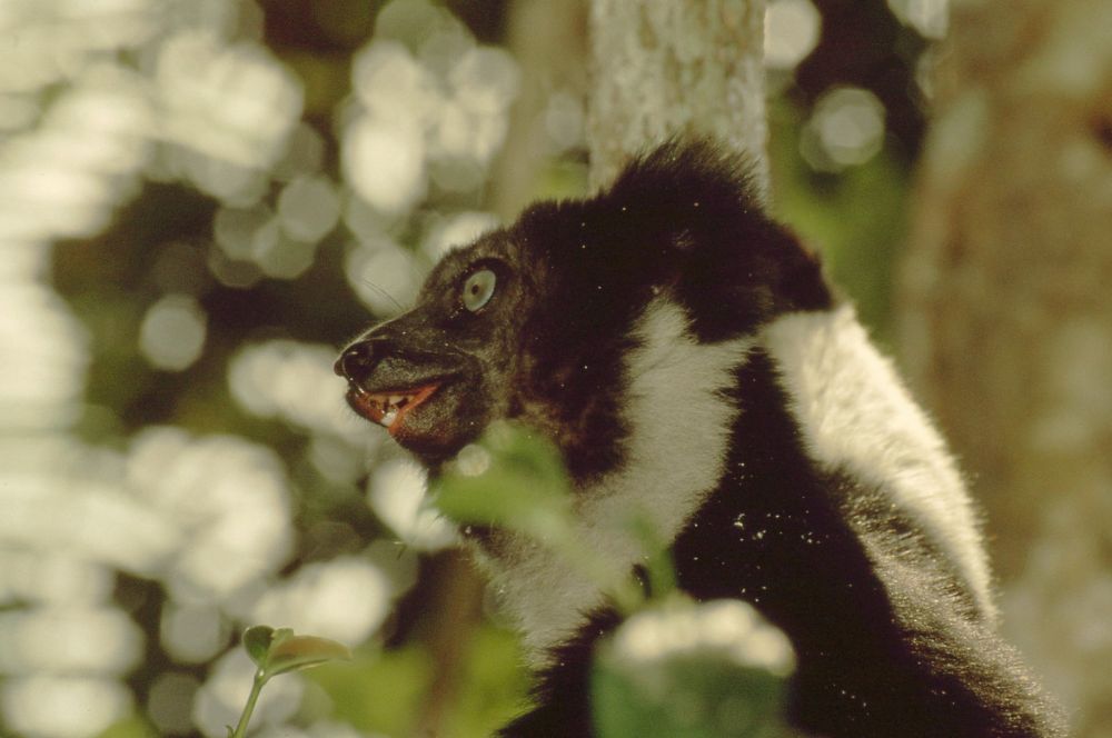 Schwergewichte der Lemuren image