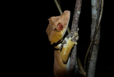 Madagaskar unbekannter Norden image