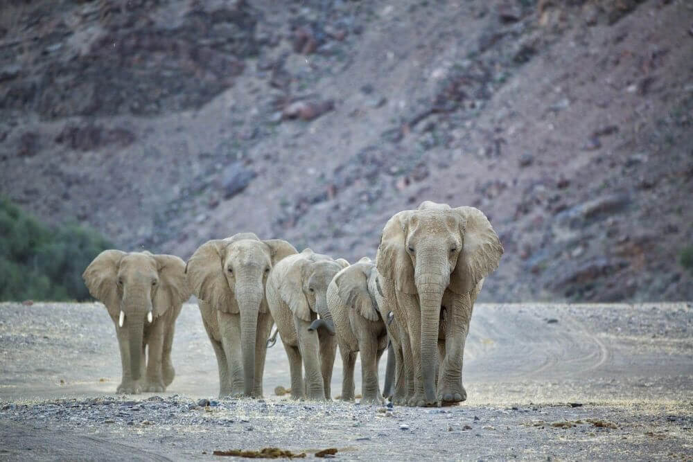 Elefanten in Afrikas abgeschiedensten Wüste image