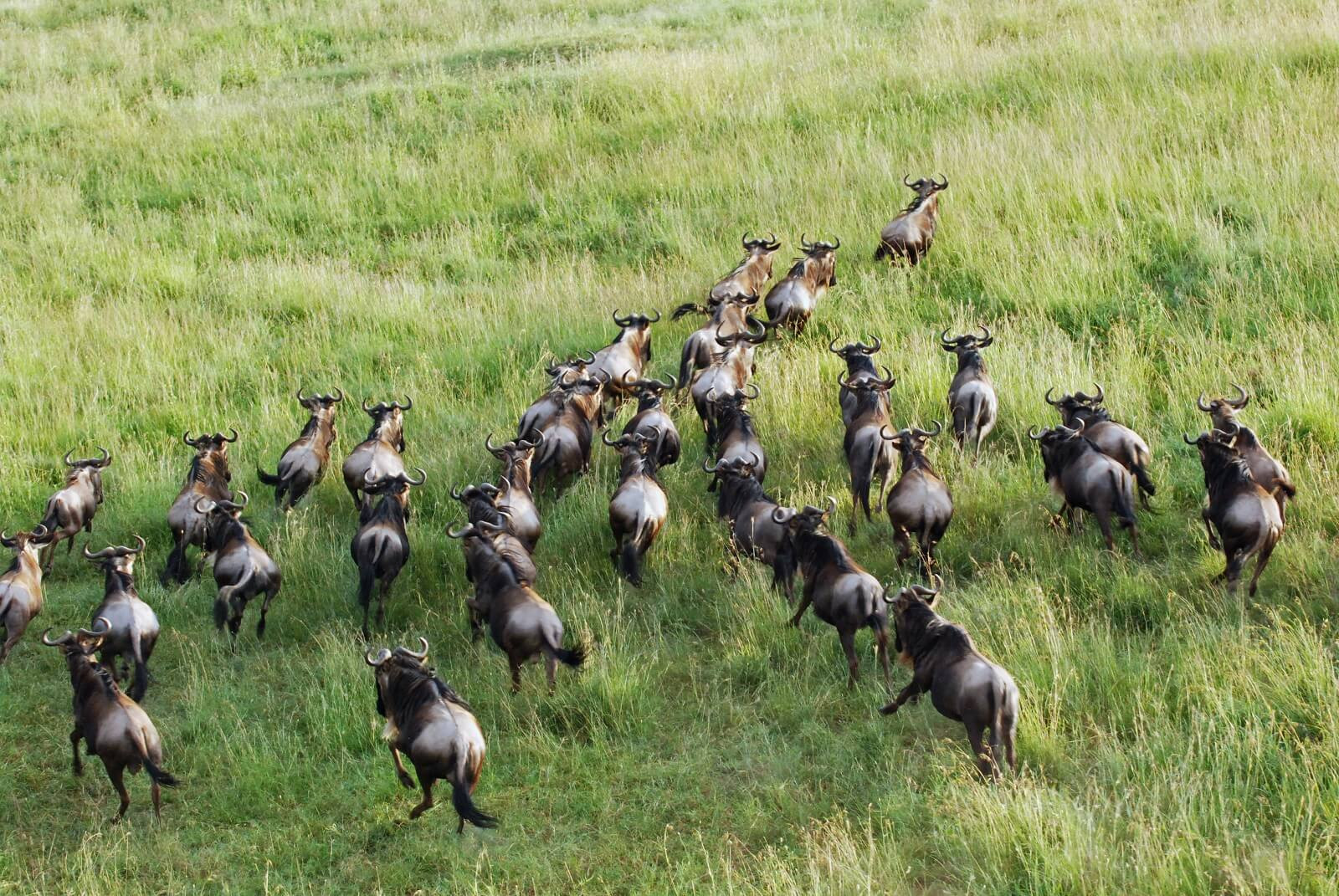 Nord-Tansania Wander Safari und die große Migration