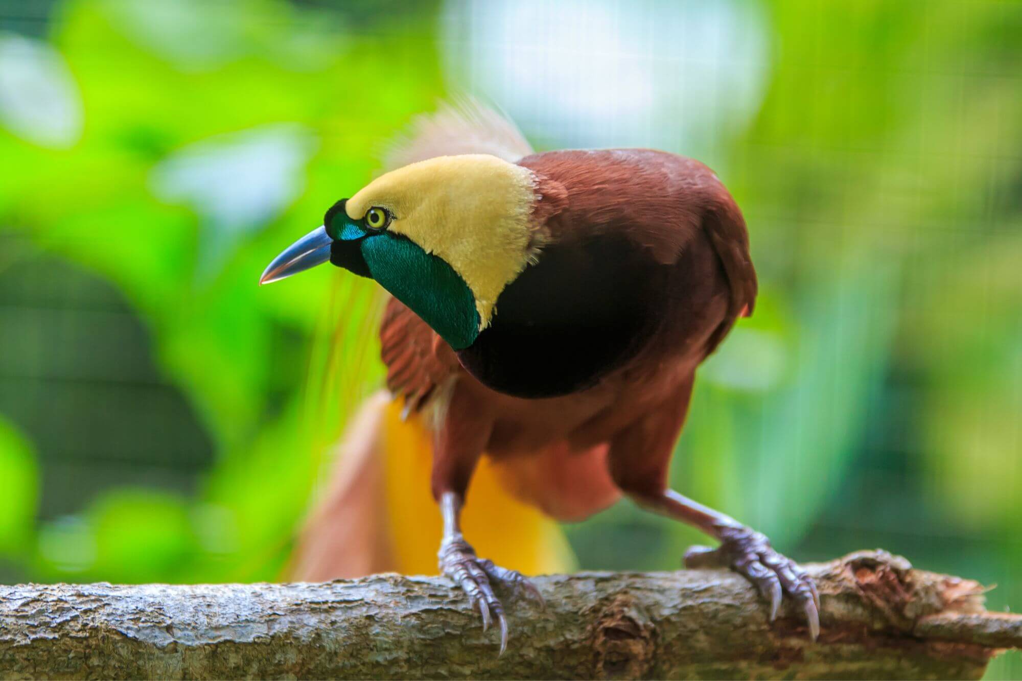 Birdwatching in West Papua image
