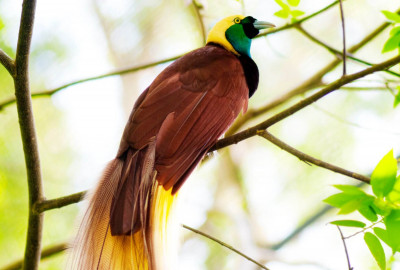 Papua Bird of Paradise Expedition