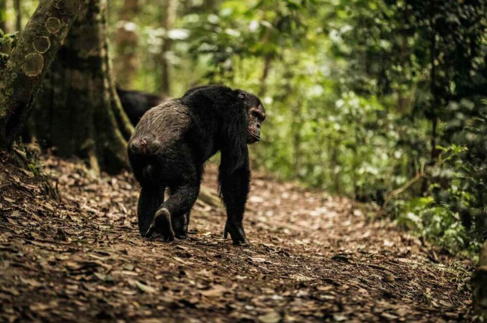 Die Primaten von Nyungwe image